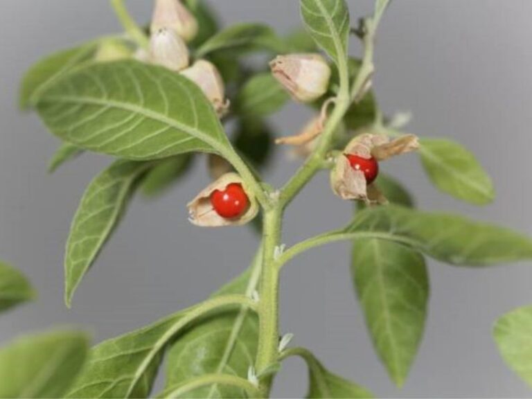 Read more about the article Що таке адаптогени та як вони допомагають при стресі.