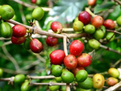 Кава – користь чи шкода для здоров’я? Скільки чашок можна пити в день?