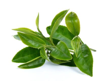 Зелений чай – користь, властивості та клінічні докази ефективності.