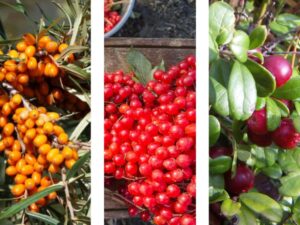 Як зміцнити імунітет