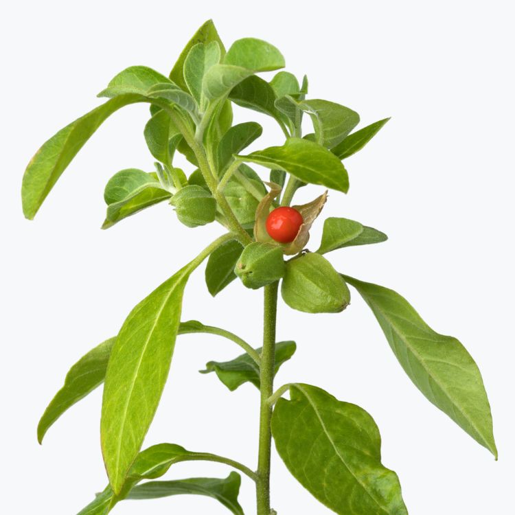 Есенція Фіто 3 від Біонет купити в Україні