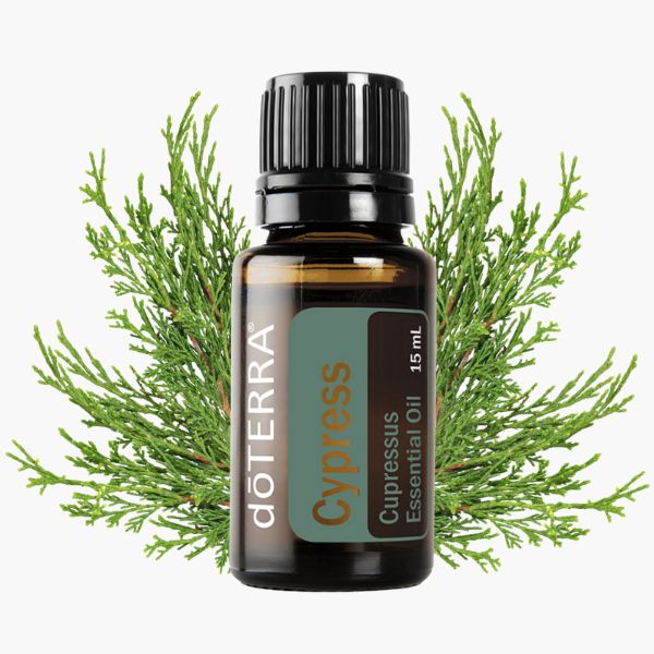 Ефірна олія кипариса
