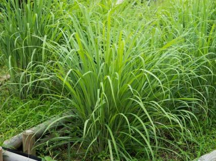 Лемонграсс чай: польза, вред и как правильно заваривать