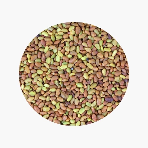 насіння люцерни